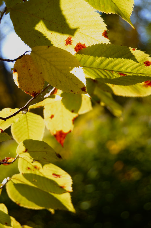 Golden Leaves