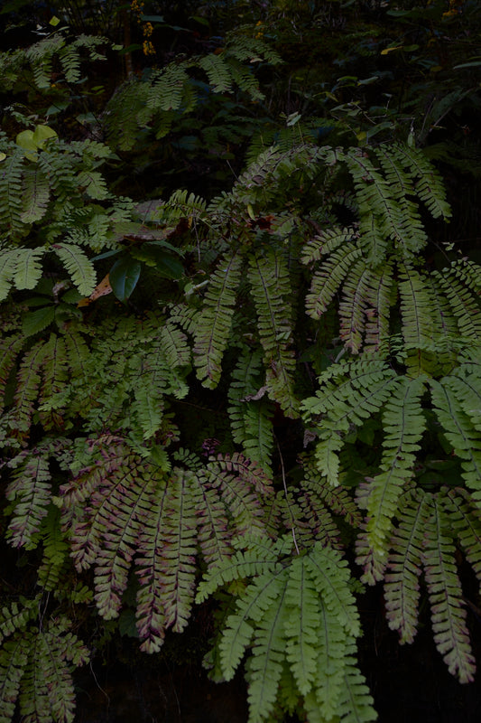 Forest of Ferns