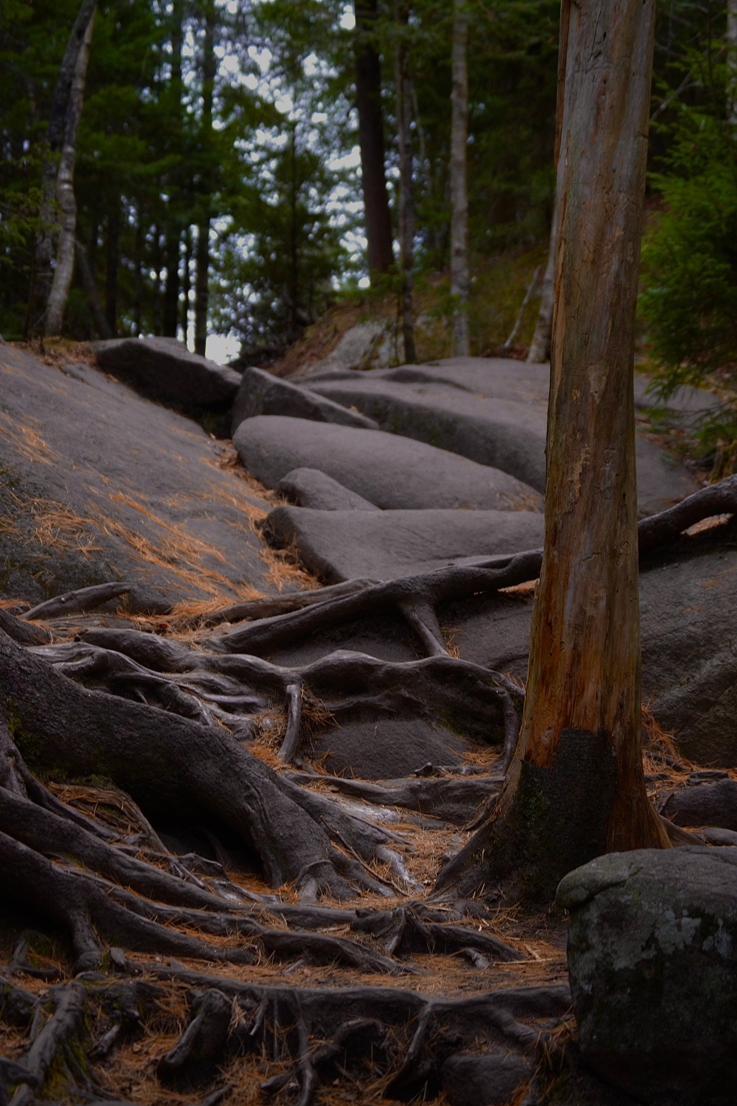 Burnt Umber Floor