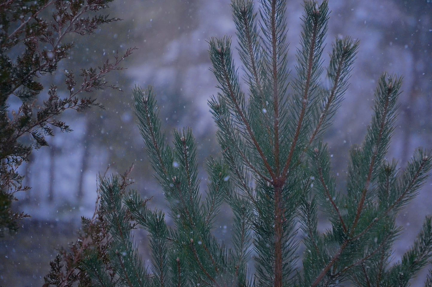 Cold Conifer