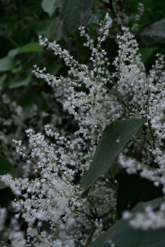 Japanese Knotweed