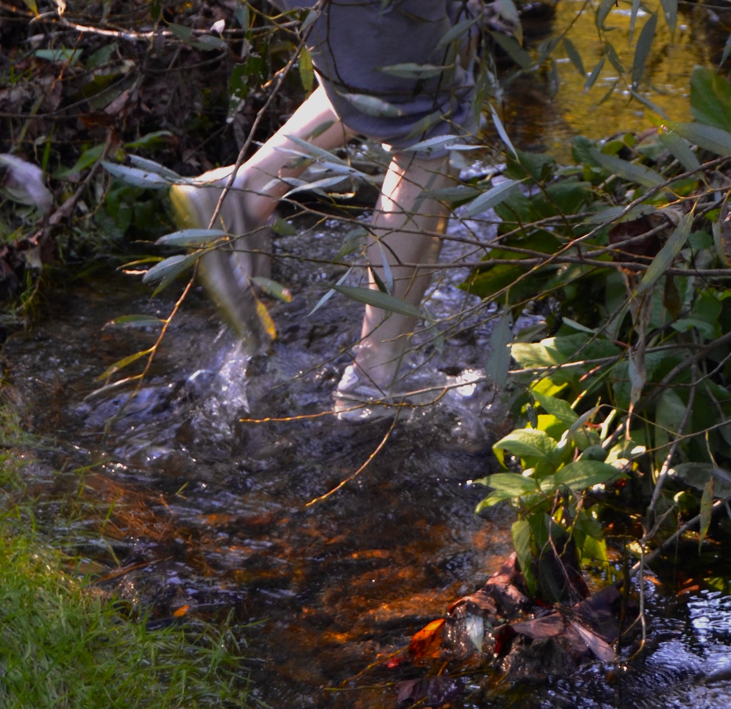 Through the Brush